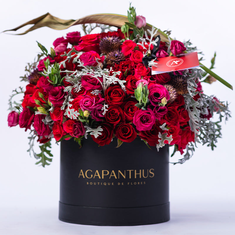 Morgana – Agapanthus